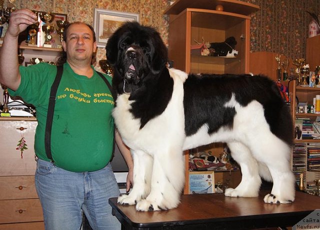 Фото: ньюфаундленд Super Premium Zheneva (Супер Премиум Женева)