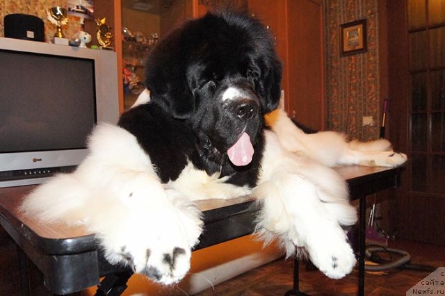 Фото: ньюфаундленд Super Premium Zheneva (Супер Премиум Женева)