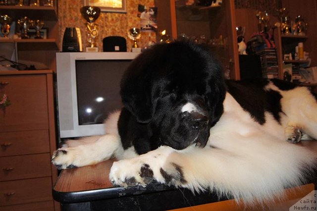 Фото: ньюфаундленд Super Premium Zheneva (Супер Премиум Женева)