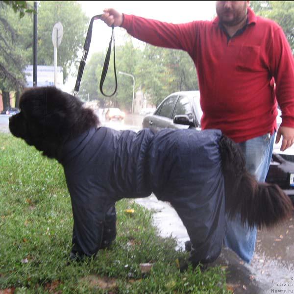 Фото: ньюфаундленд Dodger ot Sibirskogo Medvedja (Доджер от Сибирского Медведя)