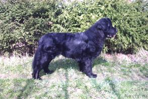 Фото: ньюфаундленд Smigar Rozovaya Pantera (Смигар Розовая Пантера)