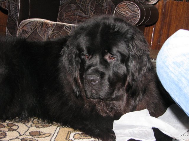 Фото: ньюфаундленд Velyke Malyatko Zaspiv Hvyli