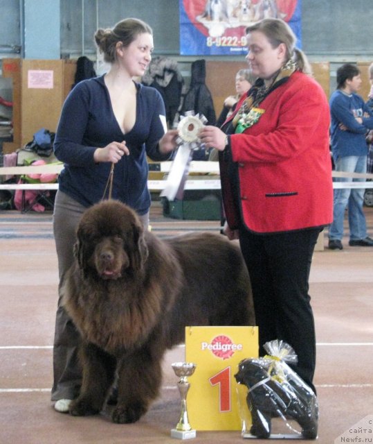 Фото: ньюфаундленд Komandor iz Medvej'ego YAra (Командор из Медвежьего Яра)