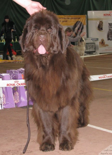 Фото: ньюфаундленд Koketka ot CHannel iz Medvej'ego YAra (Кокетка от Чаннел из Медвежьего Яра)