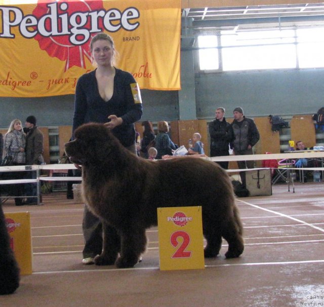 Фото: ньюфаундленд Komandor iz Medvej'ego YAra (Командор из Медвежьего Яра)