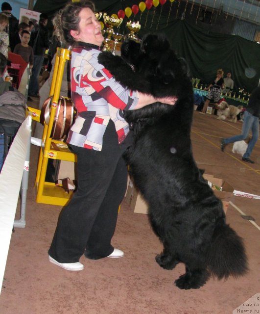 Фото: ньюфаундленд King of Helluland I'm Precious, Irina Panyushkina (Ирина Панюшкина)