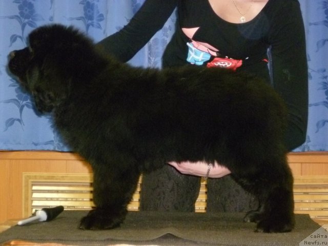 Фото: ньюфаундленд Uyutnaya Dolina Bassinda Glamur Lyeydi (Уютная Долина Бассинда Гламур Лэйди)