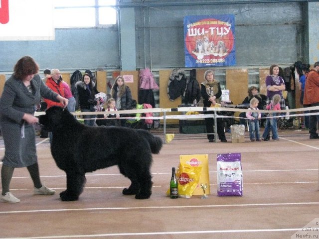 Фото: ньюфаундленд Akvatoriya Kelvin Insayder (Акватория Келвин Инсайдер)