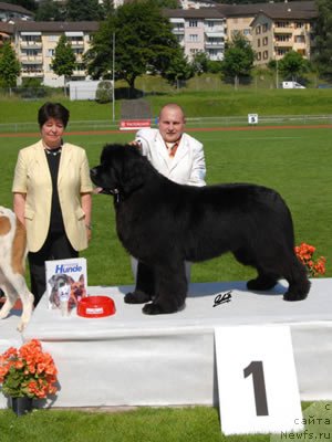 Фото: ньюфаундленд Good as Gold Anmalamual del Basaburua