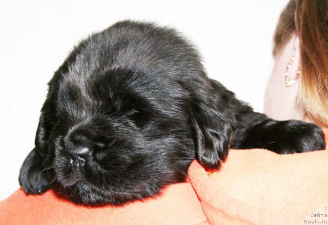 Фото: Бегущая по волнам Дансинг Квин