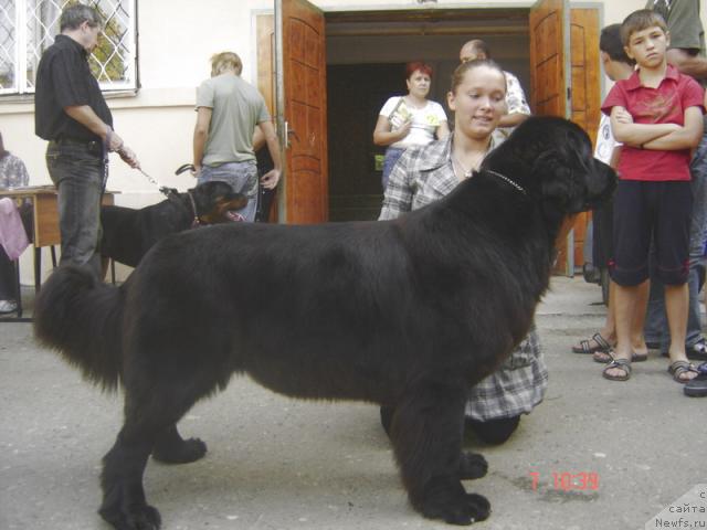 Фото: ньюфаундленд Aquatoriya Kelvin Golden Spirit (Акватория Келвин Голден Спирит)