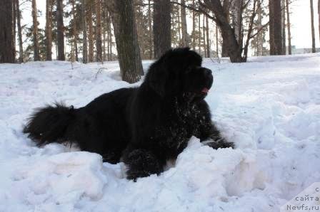 Фото: ньюфаундленд King of Helluland I'm Precious