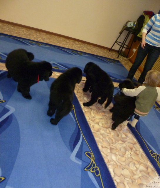 Фотография № 62080