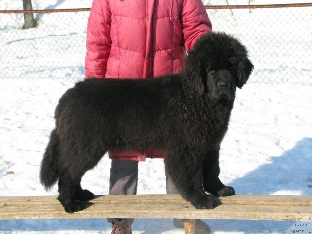 Фото: ньюфаундленд Smigar Gordon Fellow (Смигар Гордон-Феллоу)