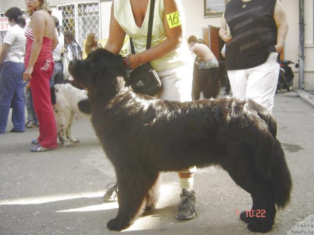 Фото: ньюфаундленд Talula Bell (Талула Белл)