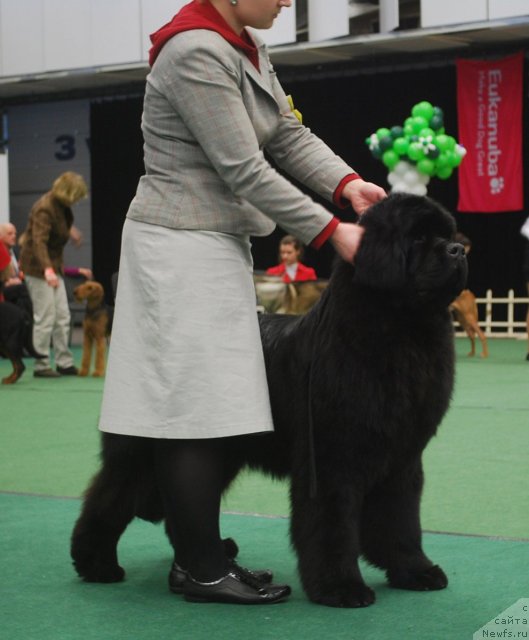 Фото: ньюфаундленд Inflame My Heart Midnight Bear, Anastasiya Zalivako (Анастасия Заливако)