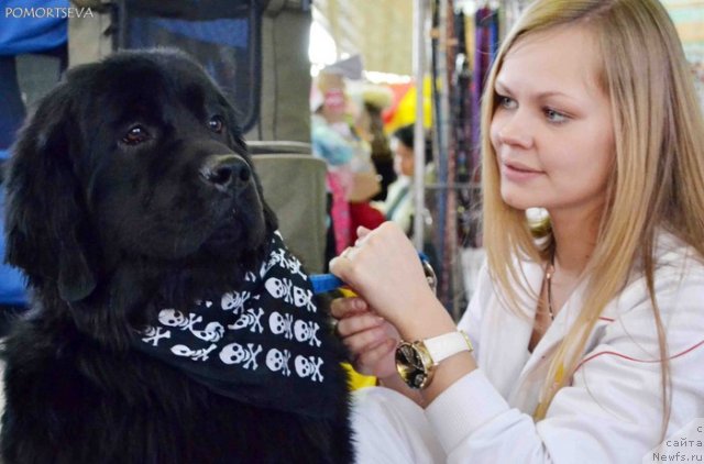 Фото: ньюфаундленд Super Bizon Deka (Супер Бизон Дека), Alyona SCHelkonogova (Алёна Щелконогова)