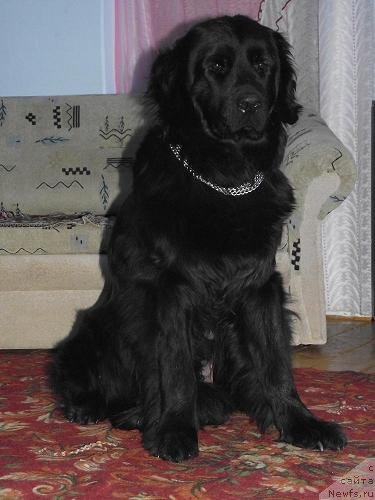 Фото: ньюфаундленд Geralis Nyessi-YEdem (Гералис Нэсси-Эдем)