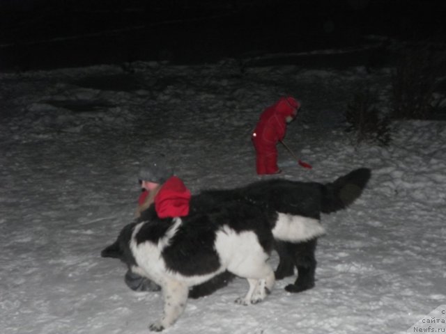 Фото: ньюфаундленд Ih Visochestvo Vilana Blum (Их Высочество Вилана Блум), ньюфаундленд Fiamettahauz  Nunki (Фиаметтахауз Нунки)