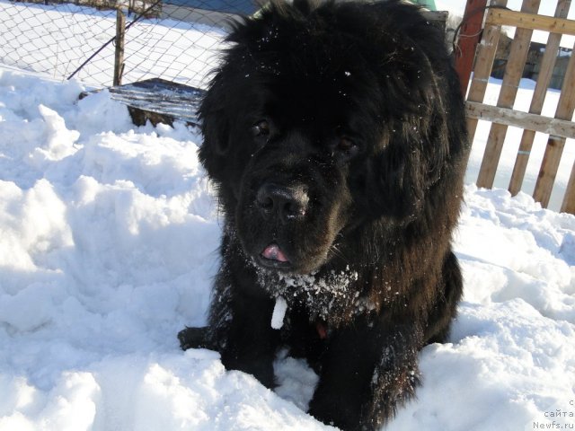 Фото: ньюфаундленд Super Premium Vashington (Супер Премиум Вашингтон)