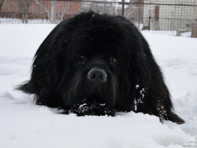 Фото: ньюфаундленд Super Premium Vashington (Супер Премиум Вашингтон)