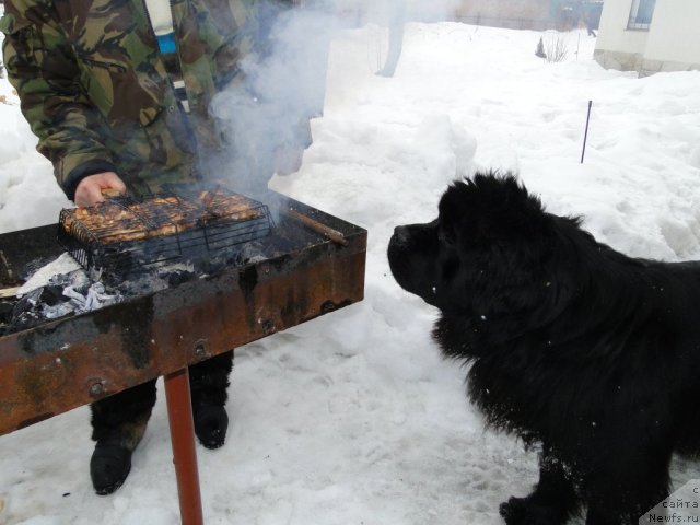 Фото: ньюфаундленд Super Premium Vashington (Супер Премиум Вашингтон)