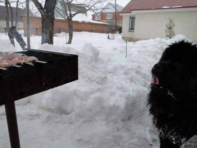 Фото: ньюфаундленд Super Premium Vashington (Супер Премиум Вашингтон)