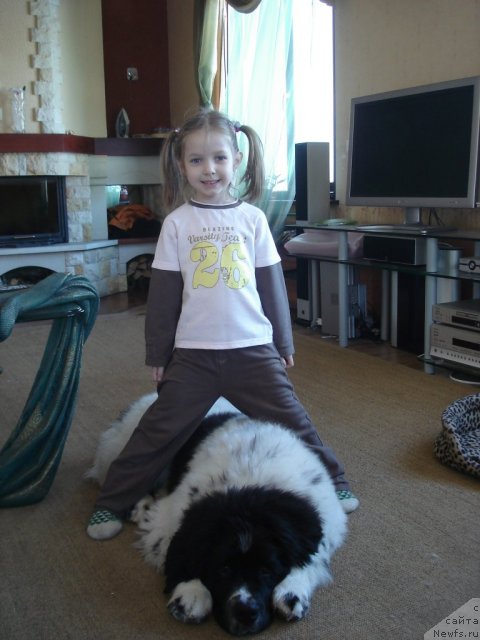 Фото: ньюфаундленд Fenix du Puy de Vendegre, Ульяна