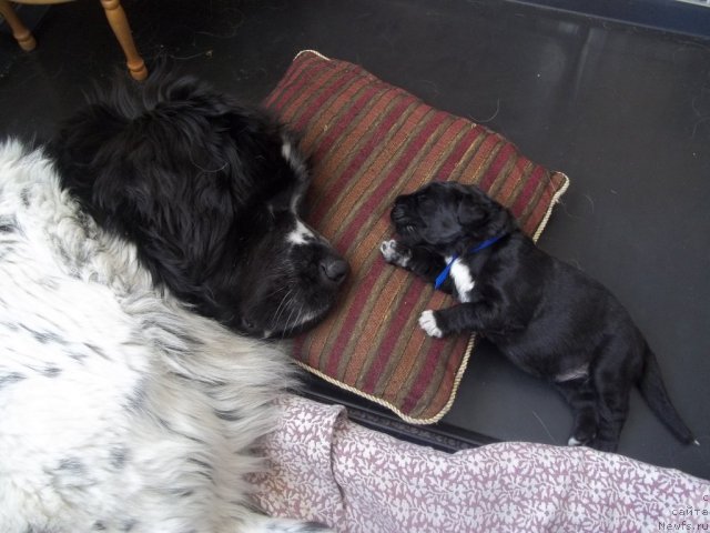 Фото: ньюфаундленд Mag Ispolin Carte Blanche for Piternyuf (Маг Исполин Карте Бланч фор Питерньюф)