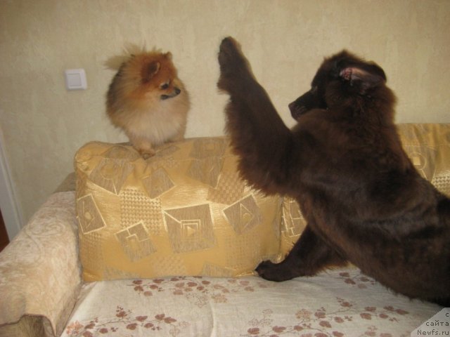 Фото: ньюфаундленд Bagryanaya Osen' iz Arkaima (Багряная Осень из Аркаима)