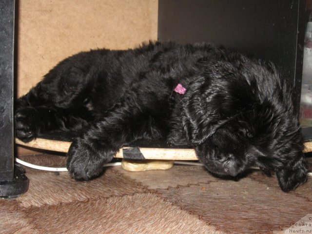 Фото: Щенок от пары, ньюфаундленд Velikiy Medved' Zagadka (Великий Медведь Загадка), ньюфаундленд Atlant Byest (Атлант Бэст)