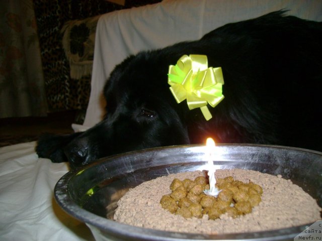 Фото: ньюфаундленд Leslley-Sia Flover (Лесли-Сиа Фловер)