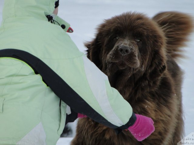 Фото: ньюфаундленд Barhatka Roskoshnaya (Бархатка Роскошная)