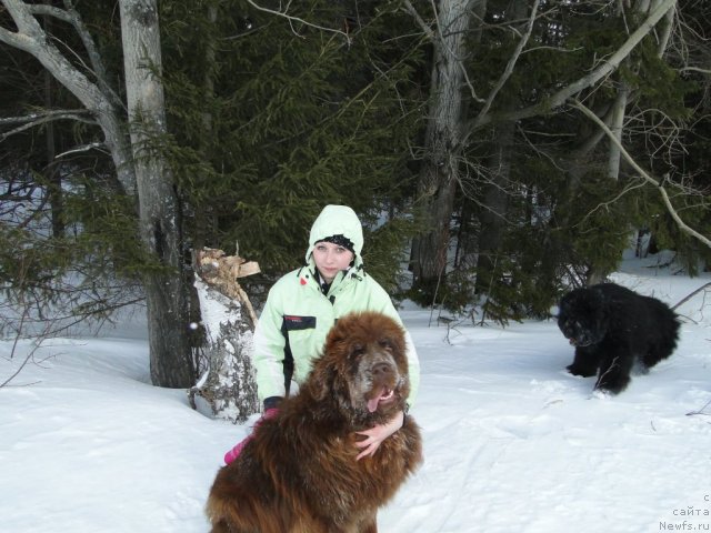 Фото: ньюфаундленд Barhatka Roskoshnaya (Бархатка Роскошная), А.Пермякова
