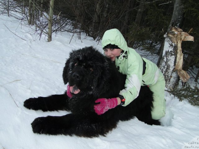 Фото: ньюфаундленд Baloven' Sud'byi (Баловень Судьбы), А.Пермякова