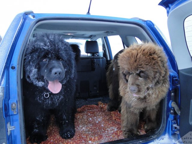 Фото: ньюфаундленд N'yufort Lunnyiy Barhat (Ньюфорт Лунный Бархат), ньюфаундленд Barhatka Roskoshnaya (Бархатка Роскошная)