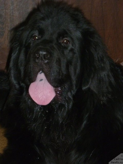 Фото: ньюфаундленд Il'ya Muromec (Илья Муромец)