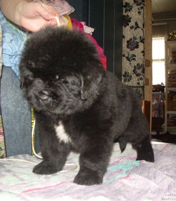 Фото: ньюфаундленд Super Premium Zi Zi Top (Супер Премиум Зи Зи Топ)