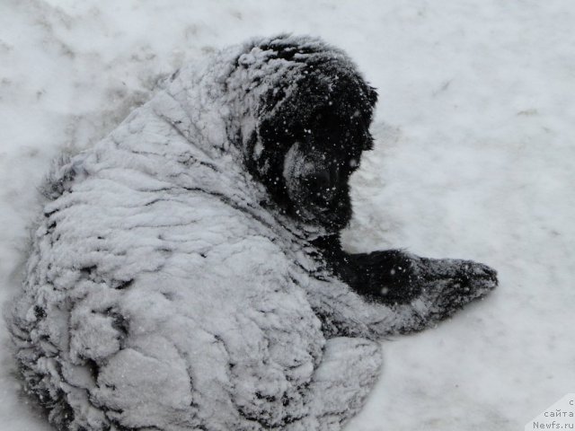 Фото: ньюфаундленд N'yufort Lunnyiy Barhat (Ньюфорт Лунный Бархат)