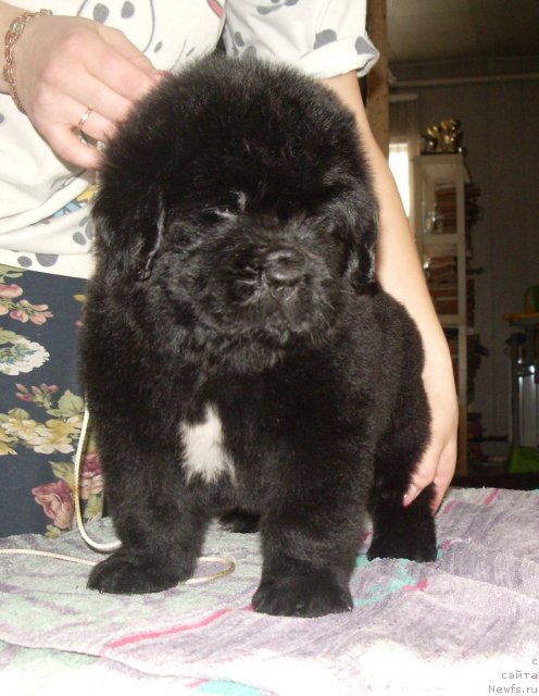 Фото: ньюфаундленд Super Premium Zi Zi Top (Супер Премиум Зи Зи Топ)