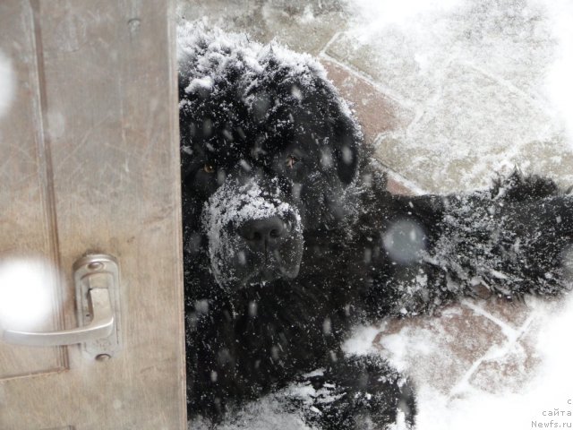 Фото: ньюфаундленд Baloven' Sud'byi (Баловень Судьбы)