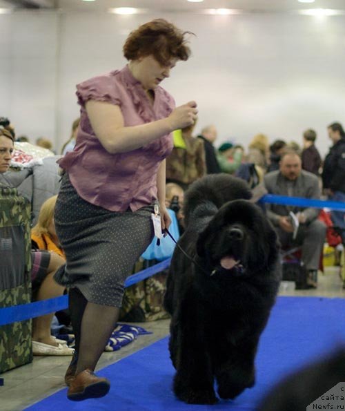 Фото: ньюфаундленд Aquatoriya Kelvin Kilimandzharo (Акватория Келвин Килиманджаро)