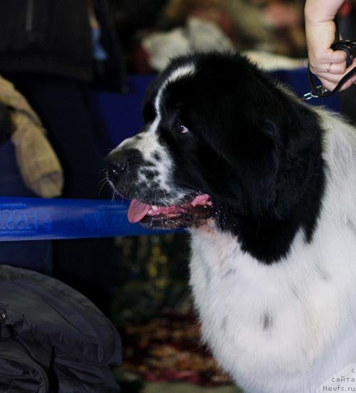 Фото: ньюфаундленд Sent Djons Parad Planet (Сент Джонс Парад Планет)