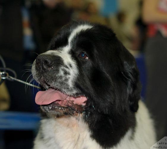 Фото: ньюфаундленд Sent Djons Parad Planet (Сент Джонс Парад Планет)