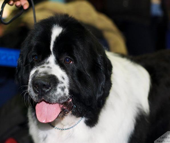 Фотография № 62274