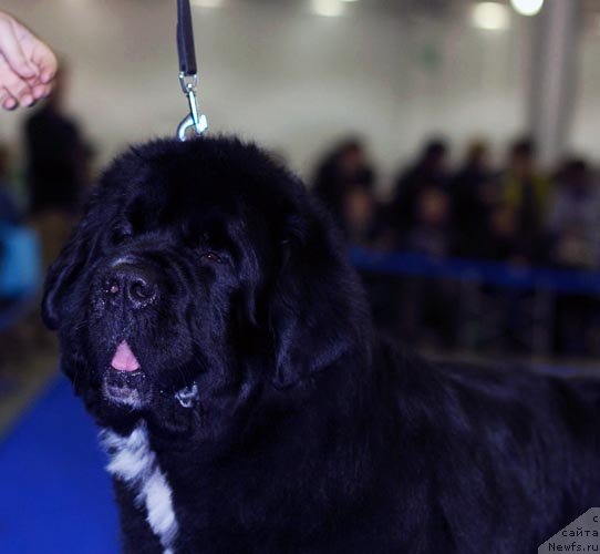 Фотография № 62292