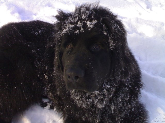 Фото: ньюфаундленд CHernyiy SHarm Boston (Черный Шарм Бостон)