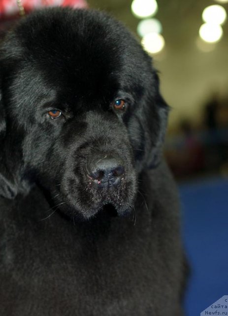 Фотография № 62298