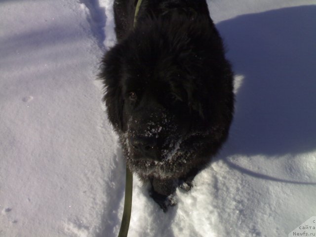 Фото: ньюфаундленд CHernyiy SHarm Boston (Черный Шарм Бостон)