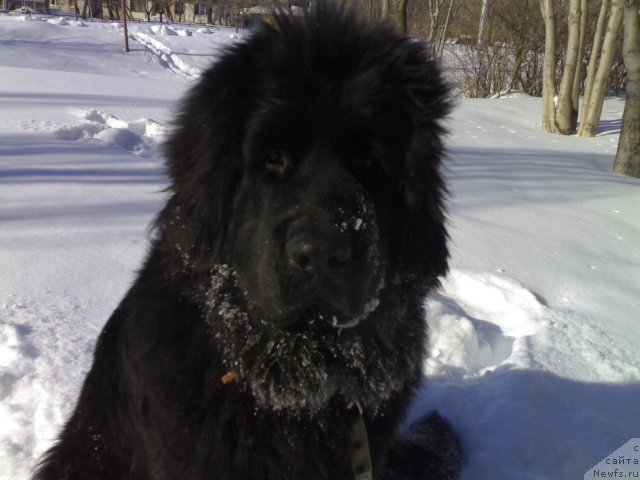 Фото: ньюфаундленд CHernyiy SHarm Boston (Черный Шарм Бостон)